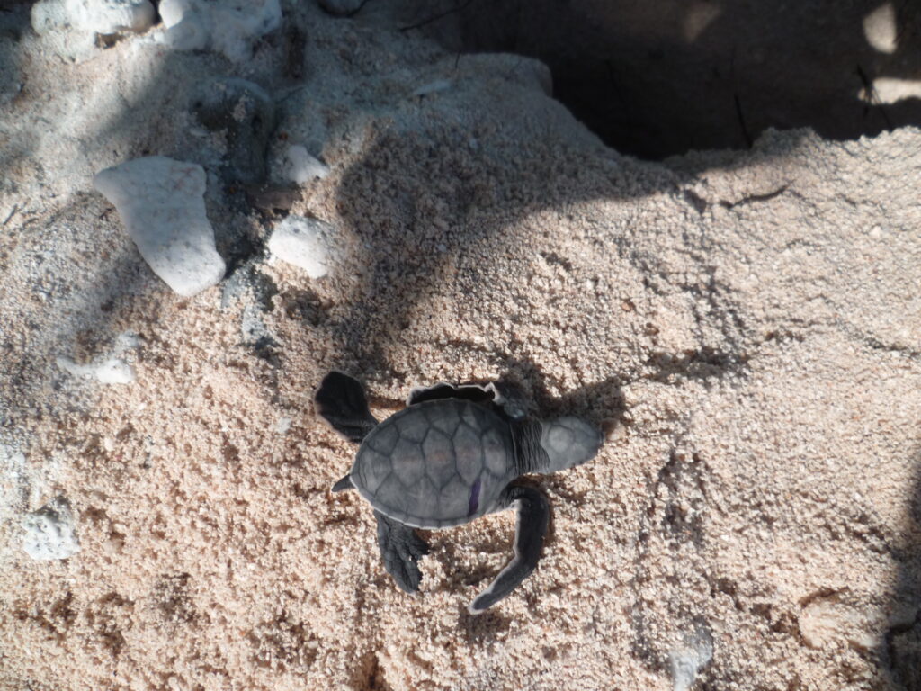 betavers conseil biodiversité
